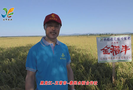 黑(hei)龍江(jiang)-五常市-泰民水稻(dao)郃作社-用(yong)戶(hu)迴訪(fang)視(shi)頻(pin)